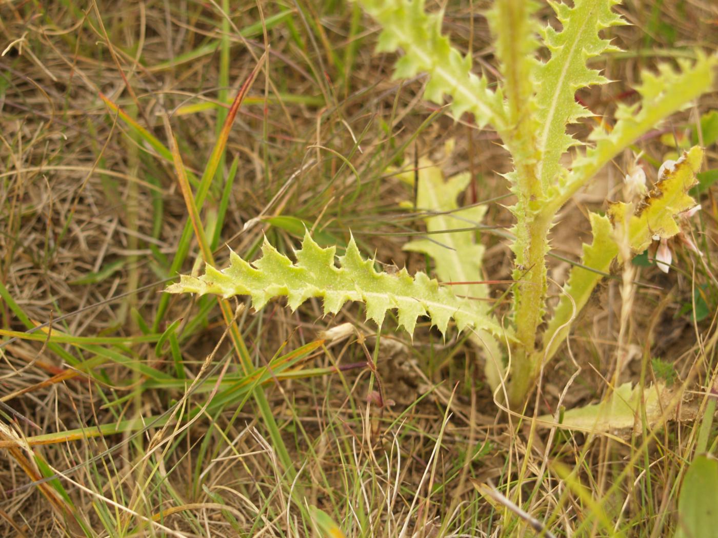 Thistle, Musk leaf